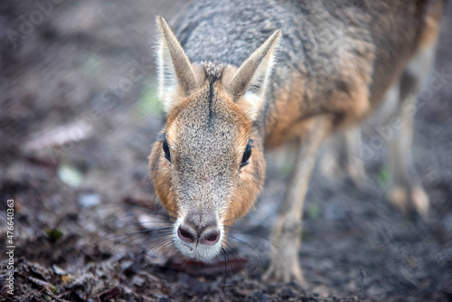 patagonian hare in very close up