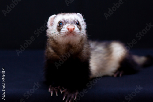 The cute funny ferret portrait banner copy space © Irina