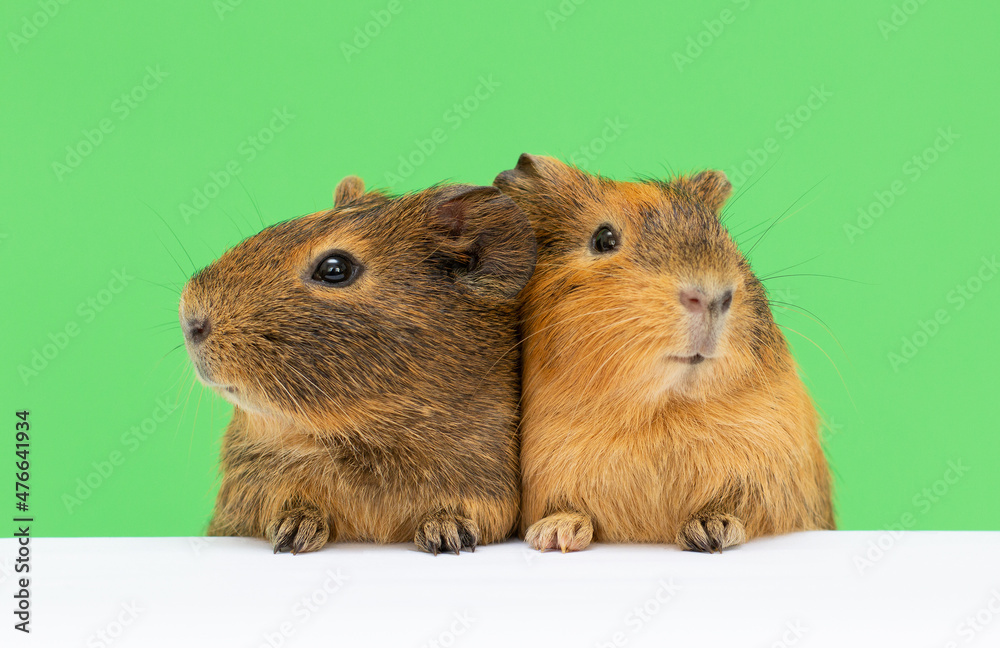 two brown Funny-looking guinea pig isolated on green background two brown Funny-looking guinea pig isolated on green background
