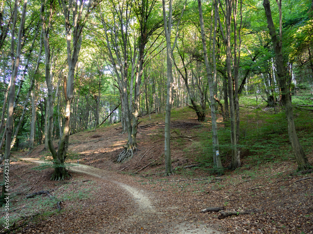 Fototapeta premium A path in the early autumn forest