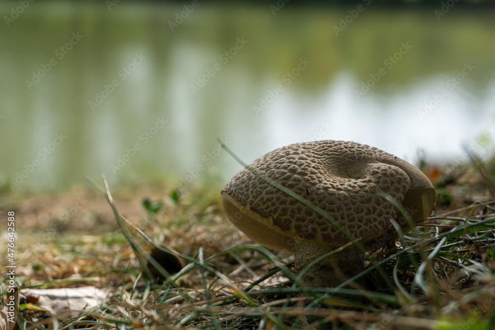 Mushroom hidden behind blades of grass on the lake shore Mushroom hidden behind blades of grass on the lake shore