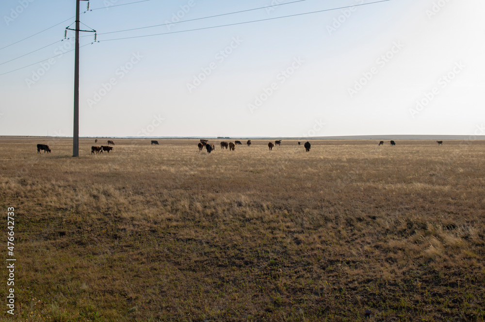 Cows grazing on steppe pastures in Kazakhstan, near Astana
