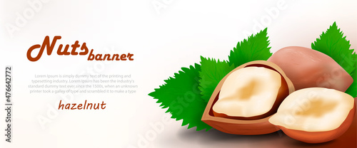 Vector template of horizontal banner with hazelnut in shell and nut kernel and leaves on bright background
