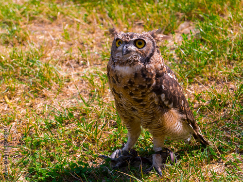 African spotted eagle-owl on the ground during a bird show