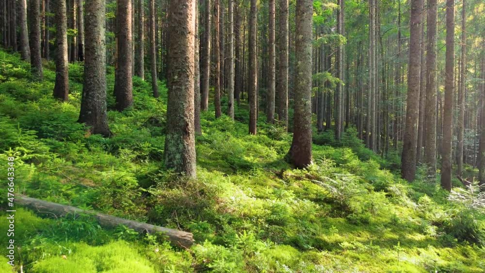 Magical forest in the morning time. Walking through Coniferous forest with Powerful trees, Untouched pure nature, the concept of purity. Smooth movement between branches, Gimbal shot Magical forest in the morning time. Walking through Coniferous forest with Powerful trees, Untouched pure nature, the concept of purity. Smooth movement between branches, Gimbal shot