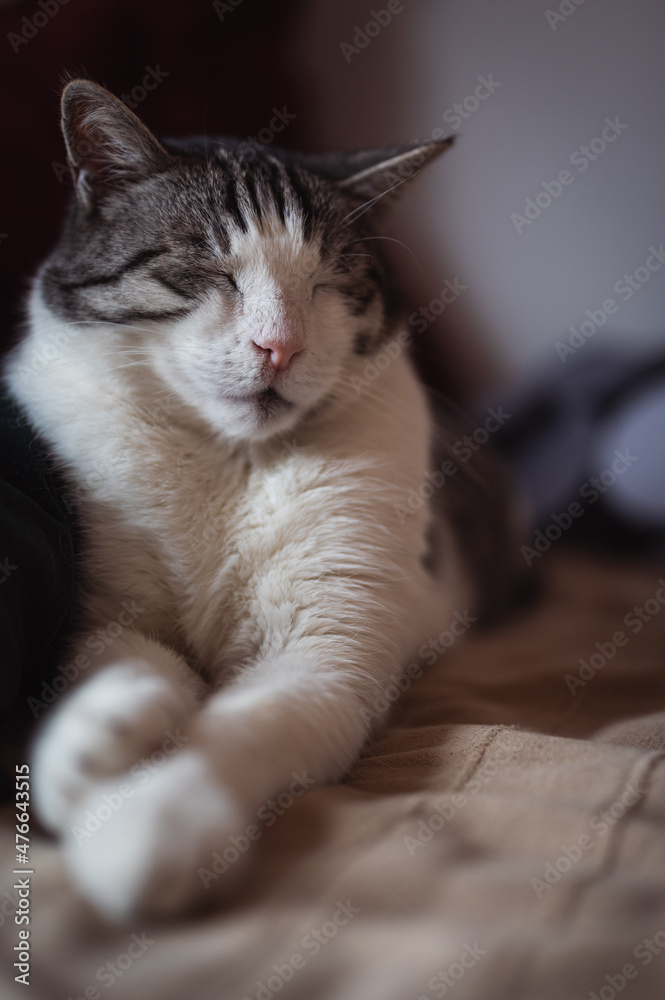 Front view of big and old domestic cat sleeping in bed, soft light.