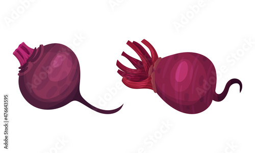 Fresh beetroot set. Whole beet vegetable, organic natural farm food vector illustration