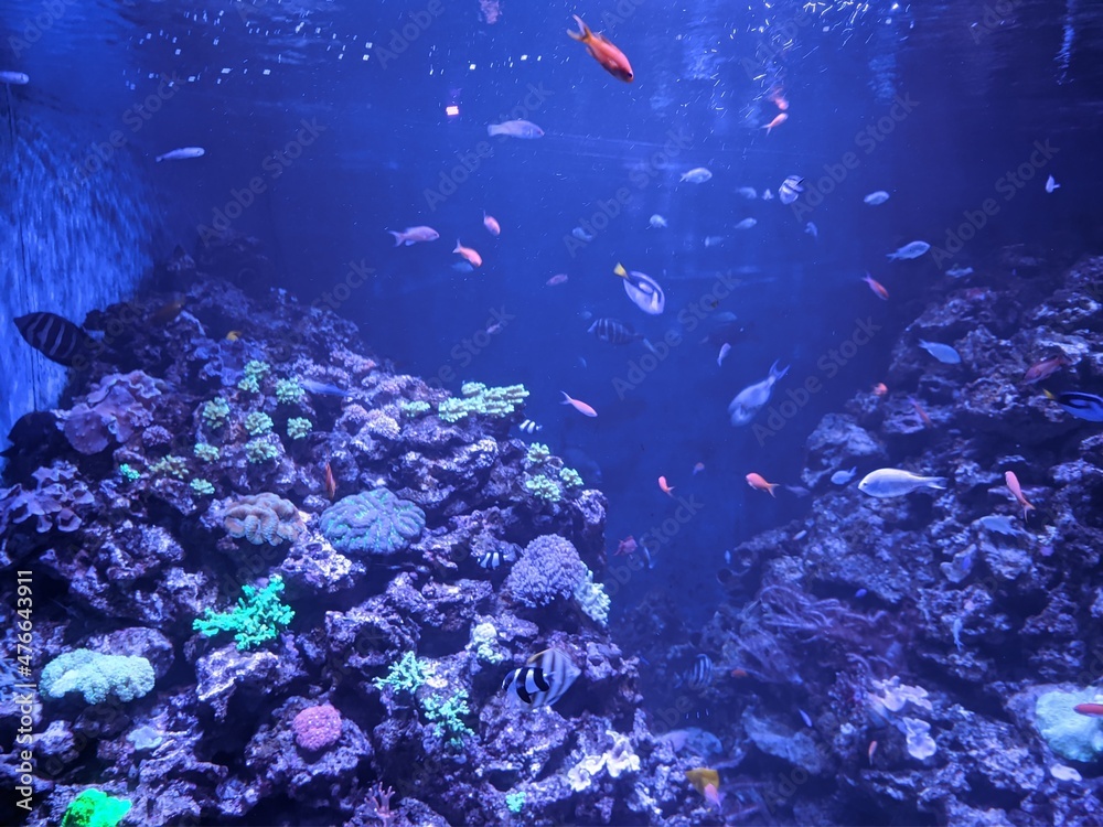 Obraz premium coral reef in water