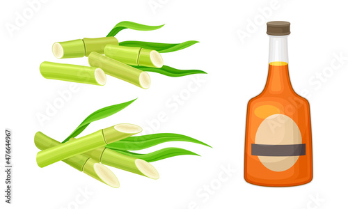 Sugarcane plant and bottle of rum vector illustration on white background