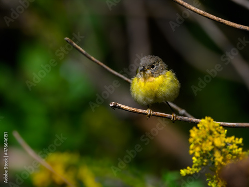 Nashville Warbler Sitting on Tree Branch in Fall photo