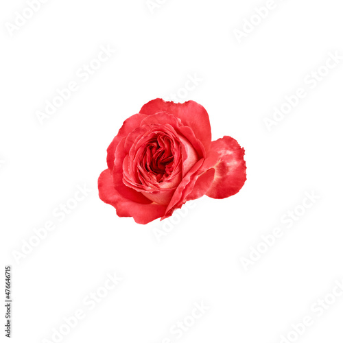 open rose flower of red color, isolated flower on white background without shadows for design layouts