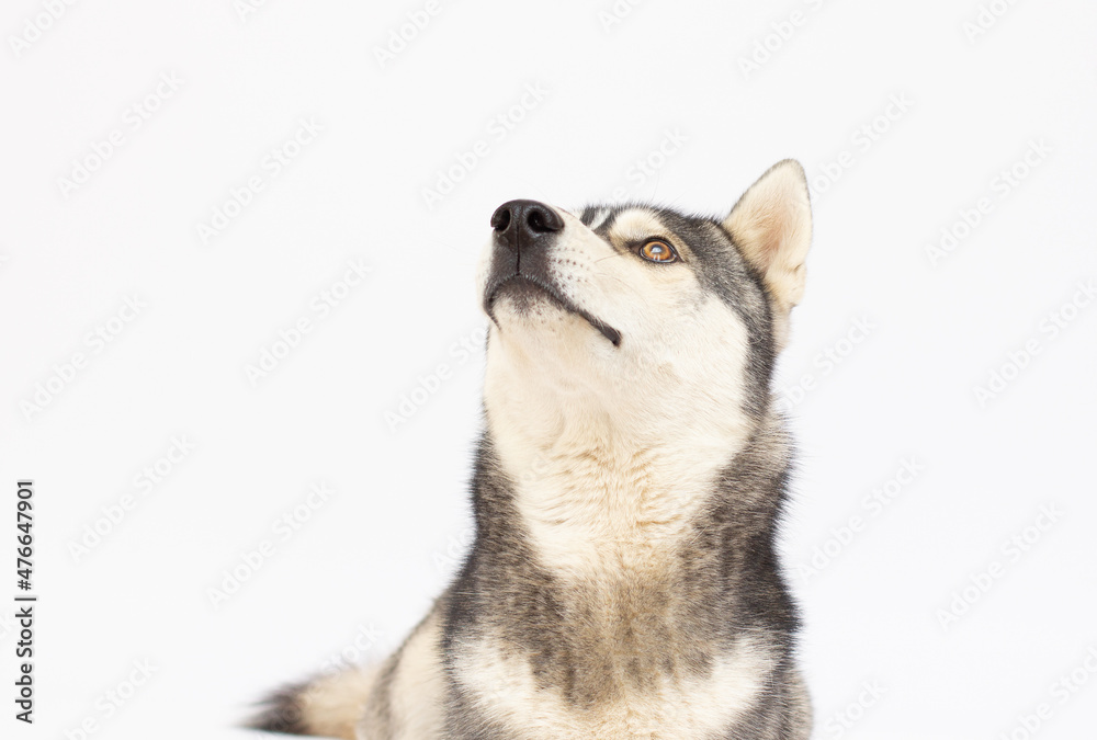 siberian huskey isolated on a white background