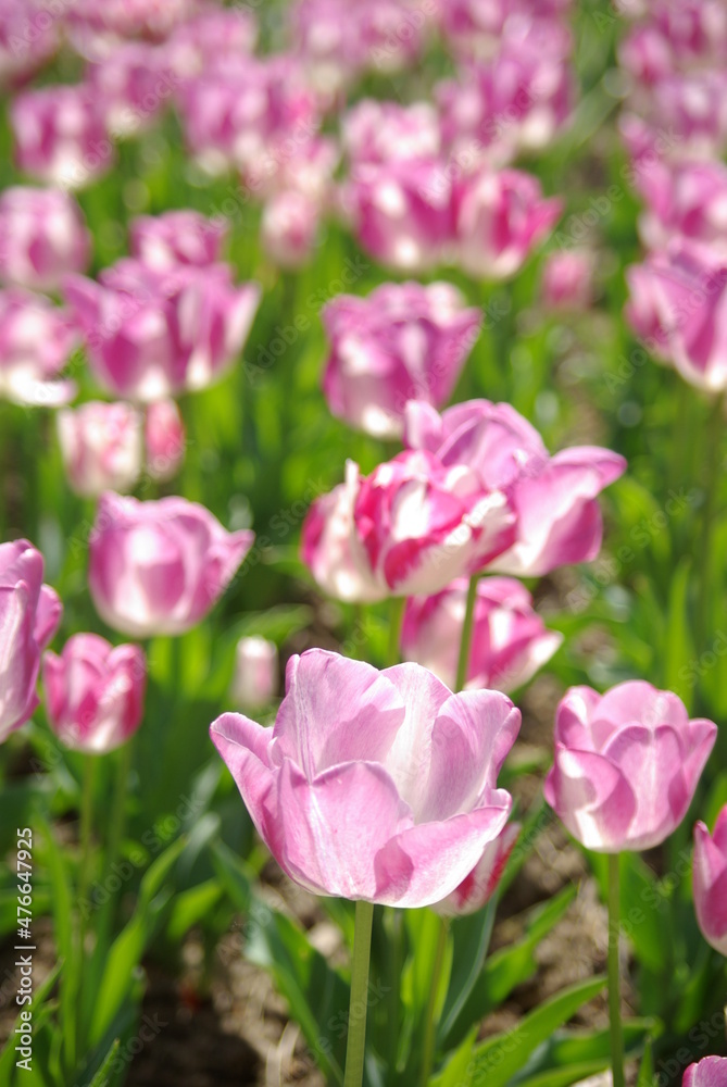 Tulipes roses au soleil