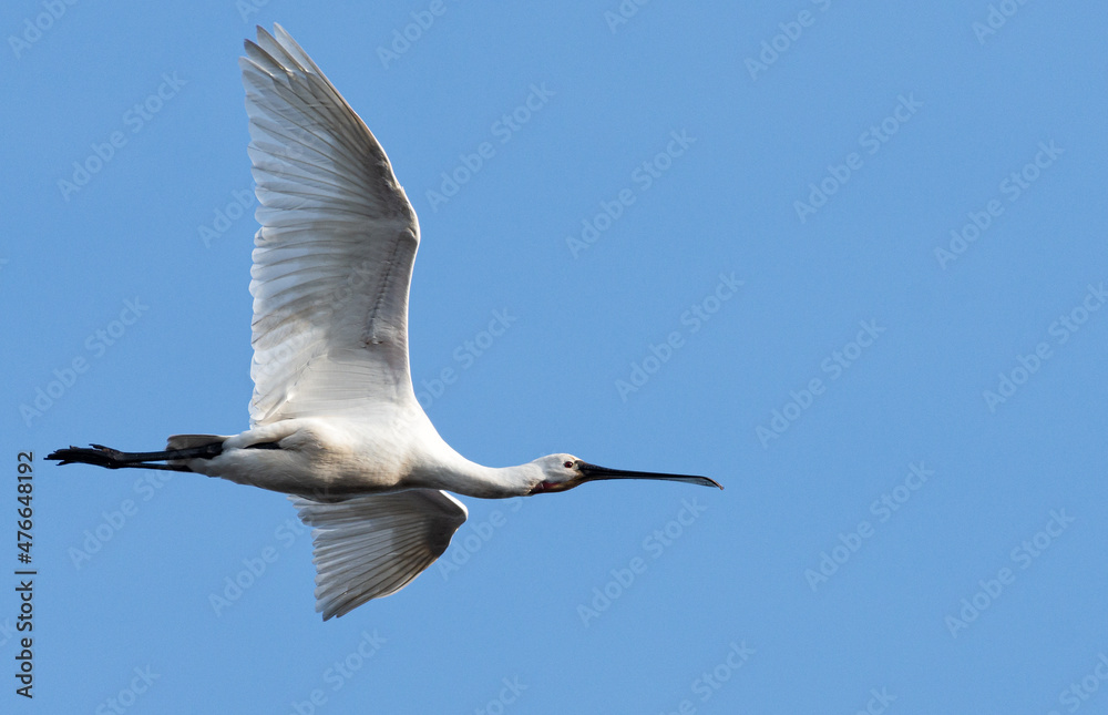 Obraz premium Spatule blanche en vol