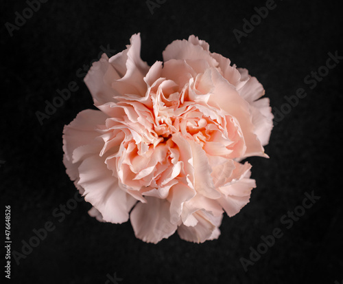 Studio shot of flower on black background. For design. Nature.