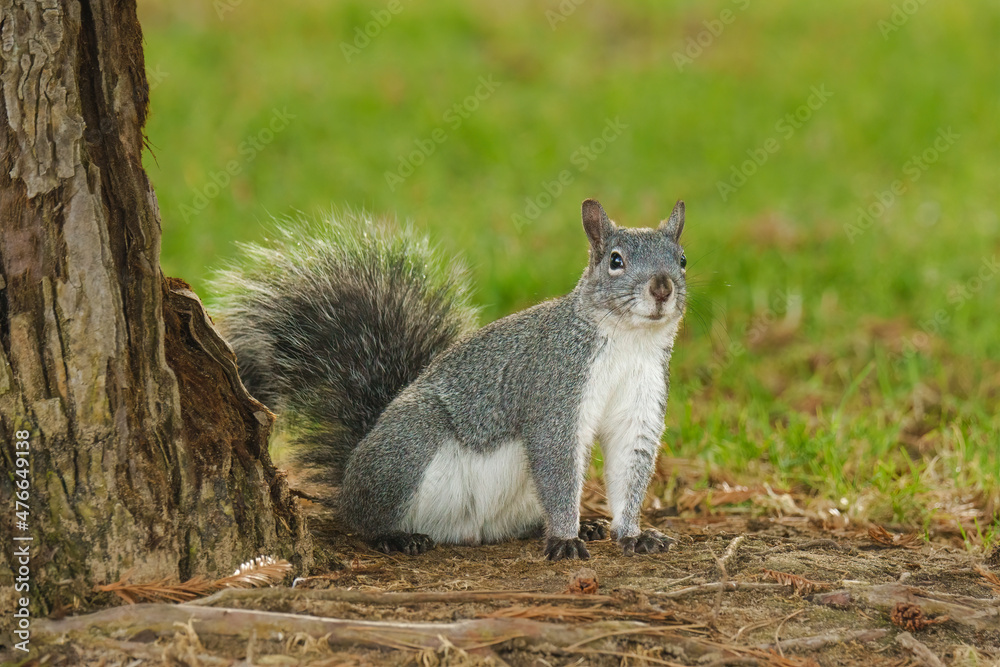 Cute squirrel sitting on grass under the tree. Close up portrait of a ground squirrel in city park Cute squirrel sitting on grass under the tree. Close up portrait of a ground squirrel in city park