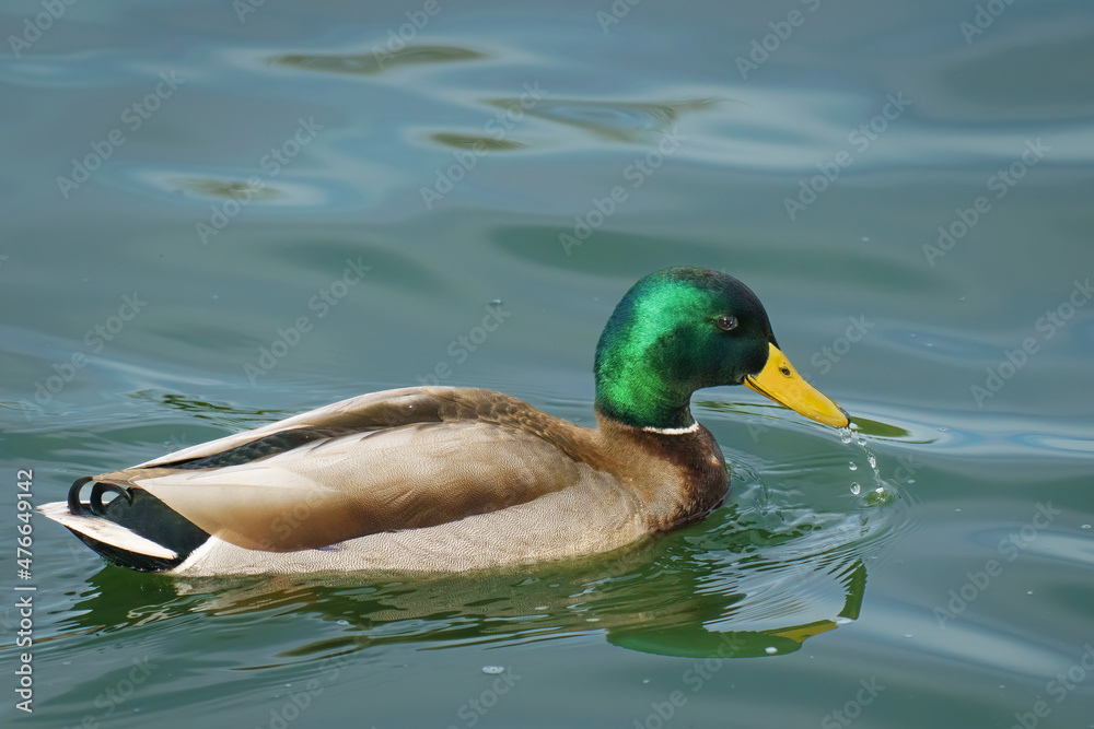 Obraz premium Mallard duck (Anas platyrhynchos) floating on water in sunny day. Close up portrait of wild duck