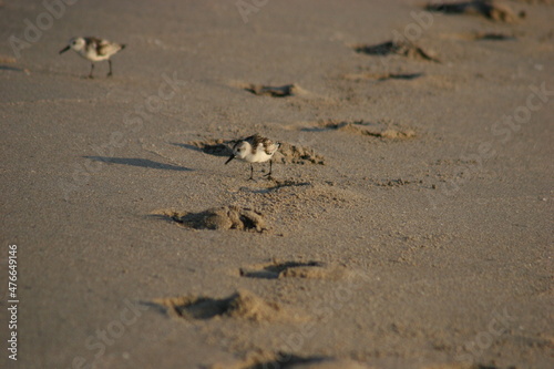 Sandpiper bird on the beach © lenne