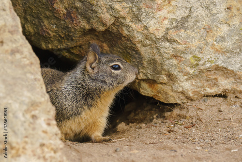 Cute squirrel close up portrait. Ground squirrel sitting on a rock in city park