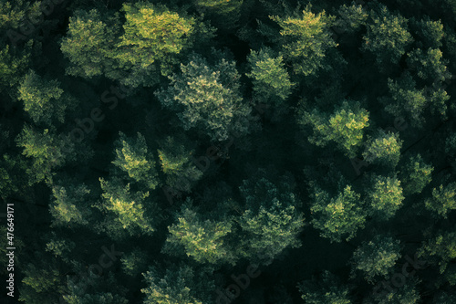 Crowns of deciduous trees in glare of morning yellow warm sun with deep shadows  aerial top view. Concept of forest restoration and wildlife protection. Evergreen dense deciduous forests.