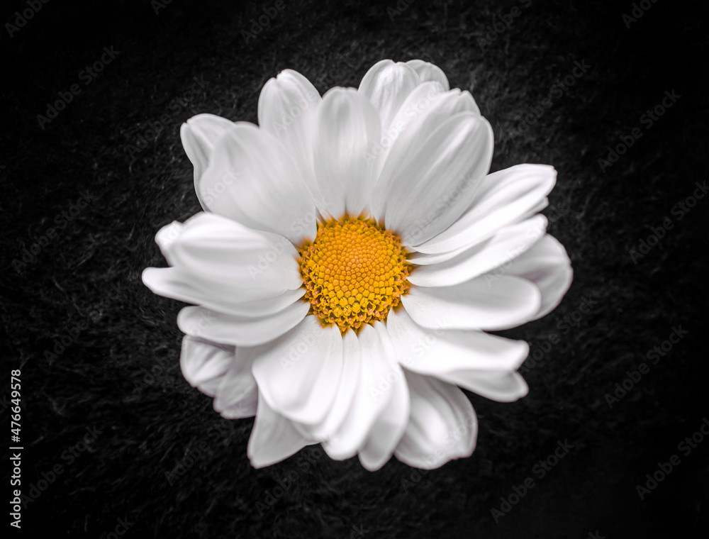 Obraz premium Close-up of flower on black background. For design. Nature.