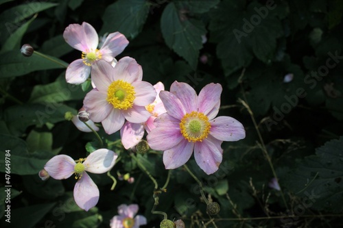 pink and white flowers