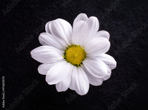 Studio shot of flower on a black background. On a dark background.