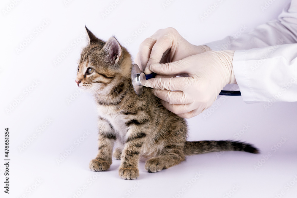 Veterinarian doctor with medical gloves is examining   of a cute kitten with stethoscope on white background.