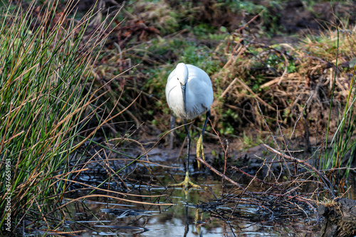 Aigrette blanche en quête de nourriture - Réserve ornithologique du Teich