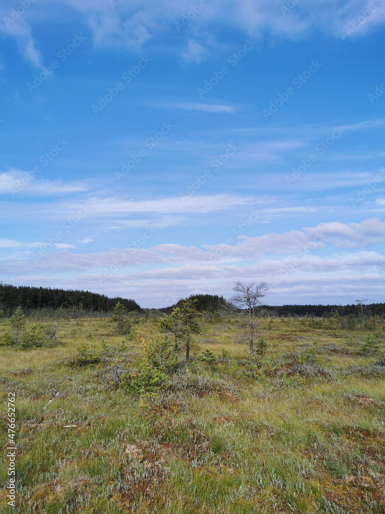 Dry trees, thin small pines growing in a swamp, among the grass against the sky with clouds.