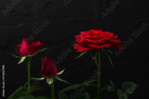 Blooming red roses on the bushes on a dark background.