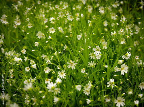 Spring flowers. Blooming stella holostea on a background of green grass
