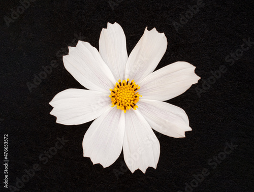 Top view of a flower on a black background. Macro photo. photo