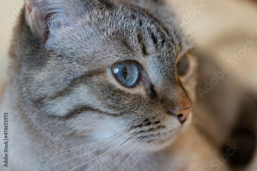 Cute cat with blue eyes at home.