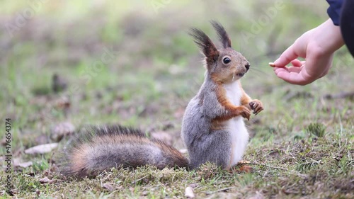 slow motion of fine squirrel 