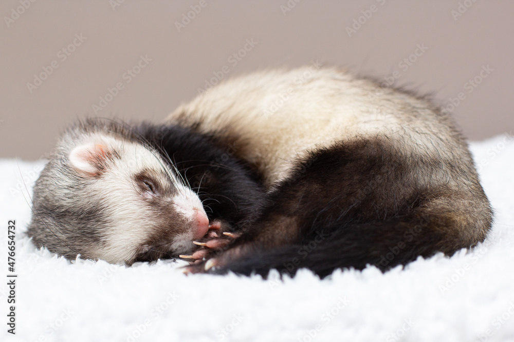 The cute ferret is sleeping