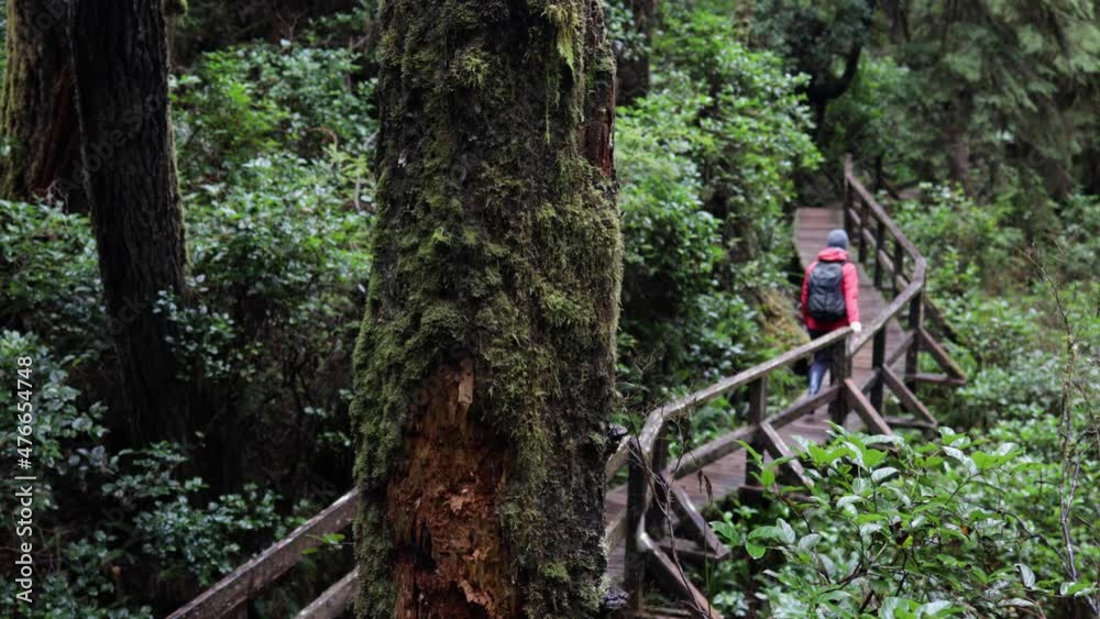 Woman Walking Away In A Vibrant Green Forest Woman Walking Away In A Vibrant Green Forest