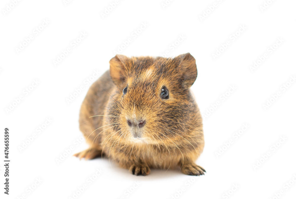 Funny-looking guinea pig isolated on white Funny-looking guinea pig isolated on white