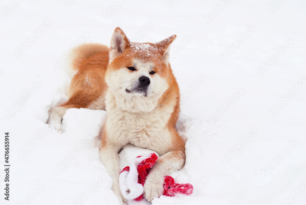 akita inu dog in snow playing with new year hat akita inu dog in snow playing with new year hat