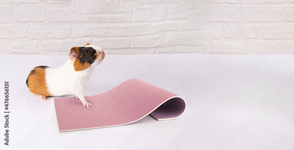 Guinea Pig Joint Stretches For Mobility Issues Hind Legs Reference: Cute Red Black And White Guinea Pig Doing Exercises On