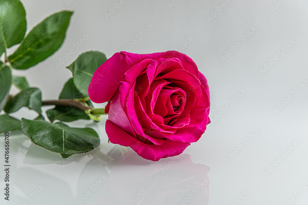 crimson rose on a light glass surface close up crimson rose on a light glass surface close up