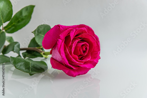 crimson rose on a light glass surface close up