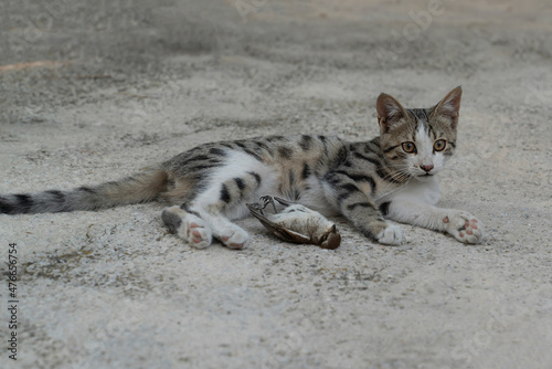 Tabby cat lying down and waiting after bird hunting. Focus on cat's face. photo