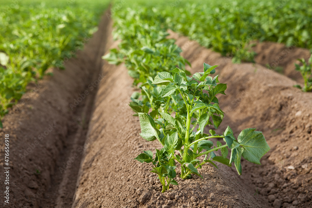 Cultivation of potatoes in Russia. Landscape with agricultural fields in sunny weather. A field of potatoes in the countryside. Cultivation of potatoes in Russia. Landscape with agricultural fields in sunny weather. A field of potatoes in the countryside.