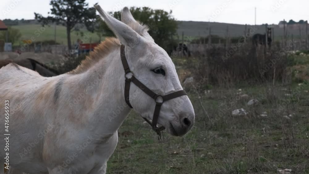 White donkey in freedom in the Italian countryside White donkey in freedom in the Italian countryside