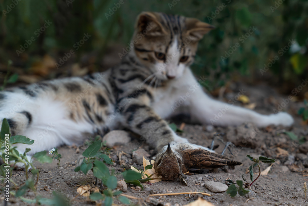 Gray tabby cat hunted sparrow. Gray tabby cat hunted sparrow.