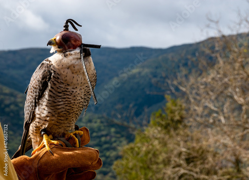 Close up portrait of a peregrine falcon with leather hood