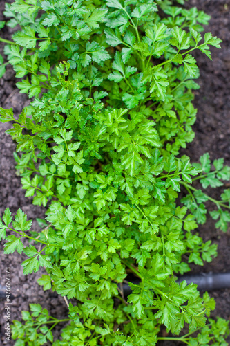 parsley grows in the garden