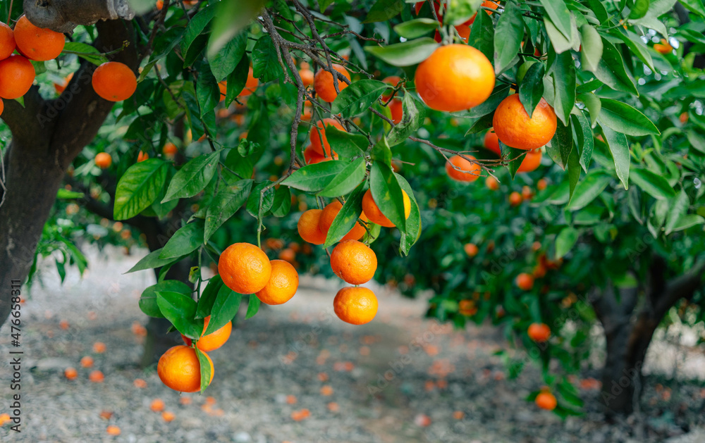 Mandarinas en el árbol