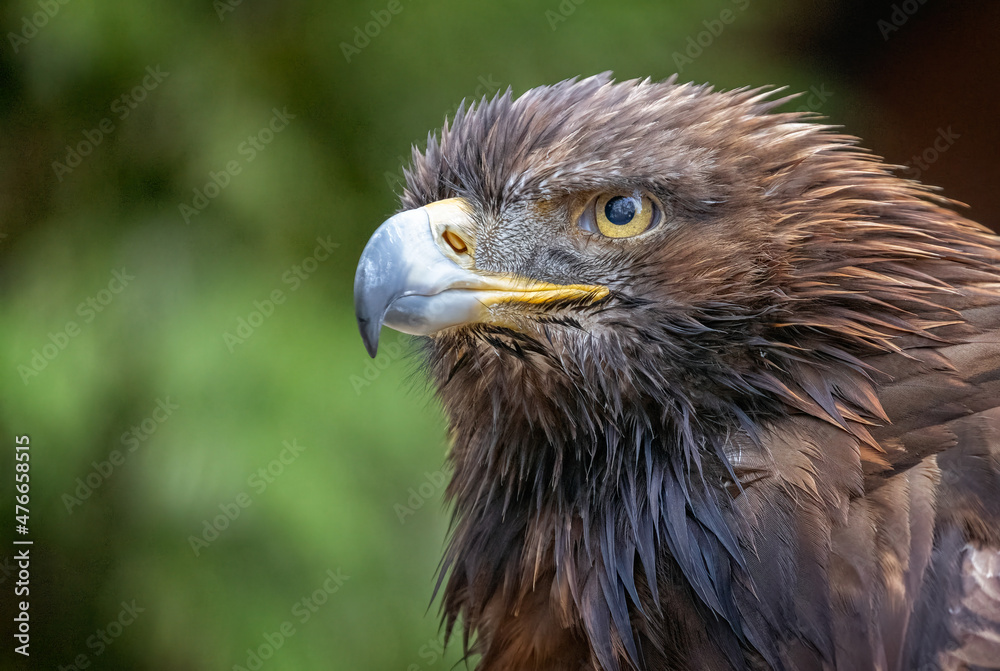 Close up of Golden Eagle head in profile Close up of Golden Eagle head in profile